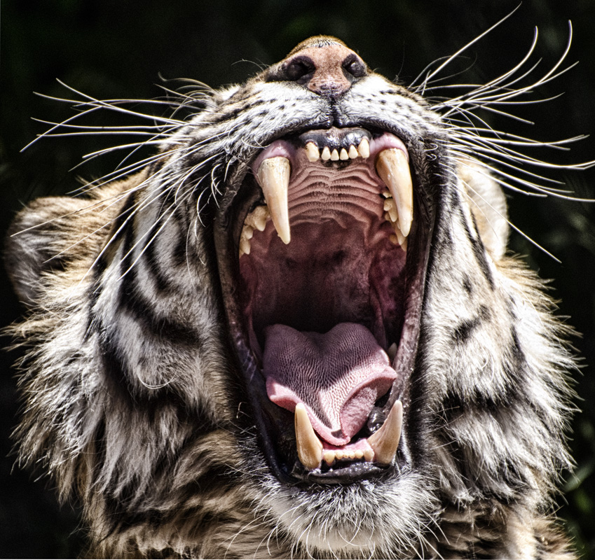 Пасть хищника. Тигр оскал. Зубы тигра. Челюсть тигра. Клыки хищных животных.